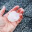 Hand holding a golf ball sized hail.